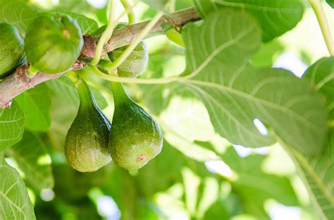 無花果樹花|イチジク(無花果)とは？花の特徴・花言葉・育て方・。